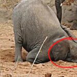 Elephant Digs for 11 Hours—What It Finally Pulls Up Is Astonishing!